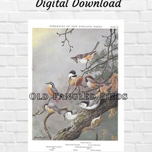 Puede incluir: Una ilustración vintage de seis pájaros diferentes posados en una rama de árbol. Los pájaros son un carbonero común, un trepador azul, un trepador pardo, un trepador común y dos pájaros no identificados. La ilustración se titula "Portraits of New England Birds" y está etiquetada como "Plate XO".