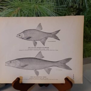 1884 H. L. TODD &quot;The Golden Shiner or Bream & The Sacrament Pike&quot; Hand Drawn Antique Lithograph Plate 227 Antique Wall Art   #4396