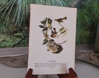 1950's John James Audubon Redstart/Bobolink Color Illustration Book Plate Double Sided Print 8 Inches X 5 1/2  #253/254 Framable Wall Art