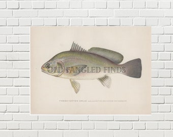 Fresh Water Drum Denton Fish Digital Download of Antique 1902 Signed / Instant Download Printable Fish Art