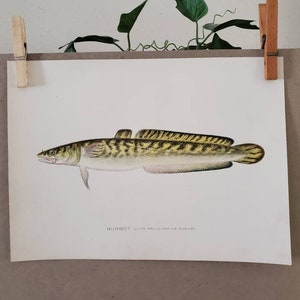 1907 Burbot Fish Sherman F. Denton Chromolithograph Original Antique Print Unsigned Man Cave Decor Gift for Him  #1753