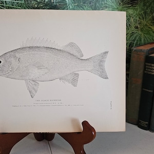 H. L. Todd Milner&#39;s 1880 The Black Rockfish, Antique Plate 81 Lithograph Uncolored Frameable Wall Art Gift For Him  #4386