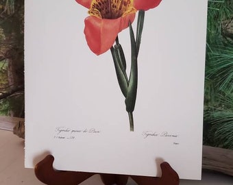 Vintage Tiger Flower Botanical Print, Redoute Bookplate 138