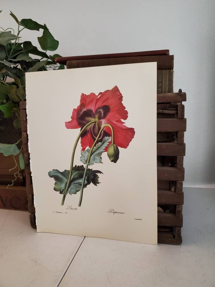French Botanical Print Lavot - Lapaver P. J. Redoute Flower Botanical Bookplate 93 Vintage Floral Bookplate