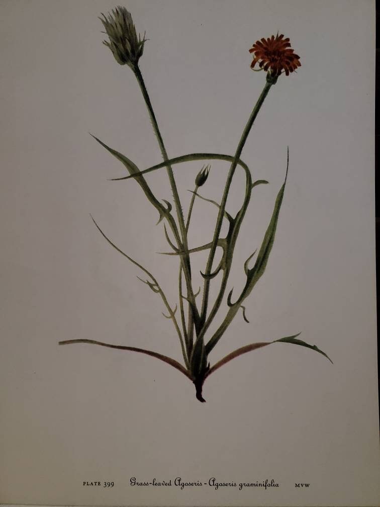 Mary Vaux Walcott Botanical Book Plate 399-400 Grass Leaved Agoseris & Woolly Agoseris  #2105