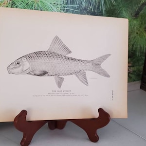 1884 H. L. TODD &quot;The Carp Mullet&quot; Antique Lithograph Plate 222B from U.S. Fisheries Commission Report Antique Wall Art Gift For Him  #4387