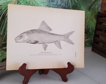 Antique "Carp Mullet" Lithograph, 1884 U.S. Fisheries Print