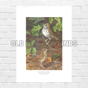 Digital Download Wood Thrush & Hermit Thrush Color Illustrated Louis Fuertes Bird Print 1902 Antique Bird Print Instant Download  #2322