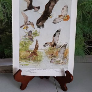 Vintage Bird of Prey Print: Hawks, Eagle, Vulture by Fuertes