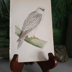 May include: A vintage illustration of a white Gyrfalcon perched on a branch. The bird has black markings on its wings and tail. The illustration is printed on a white paper with the text "SEA-FALCON" at the bottom.
