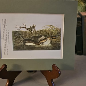 Audubon Bird Bookplate: Pied Billed Grebe & Greater Shearwater Double Sided Print