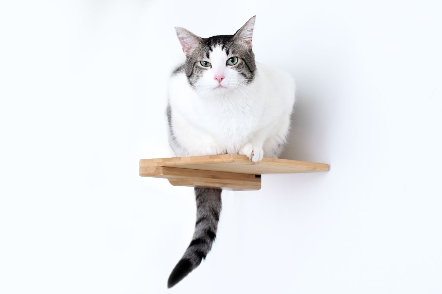 Katzenkletterregal - 9-Zoll-Wand befestigte Katzenmöbel Katzenbarsch Katzenhängematte Katzenklettern Katzenspielmöbel Katzenbett | Katastrophale Kreationen