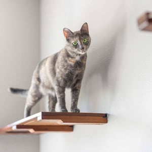 Cat Shelf 34-Inch Wall Mounted Furniture Cat Shelves Cat Climb Cat Hammock Cat Lounge Cat Home Activity Toy Cat Play |Catastrophic Creations