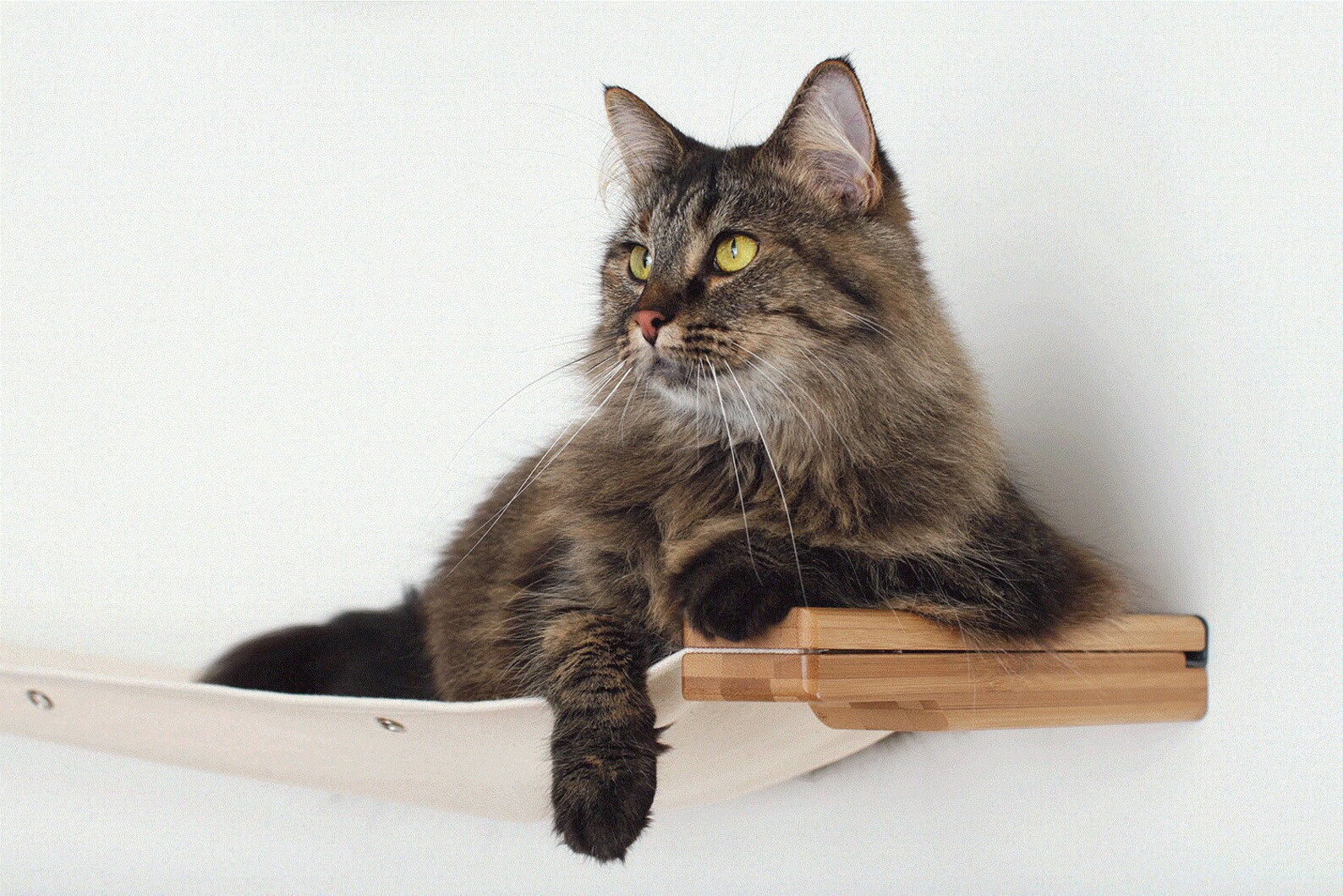 беговое колесо для кошек. кошка дорожка. колесо для котов беговое. беговой круг для кошек. колесо для кошек (беговая дорожка).