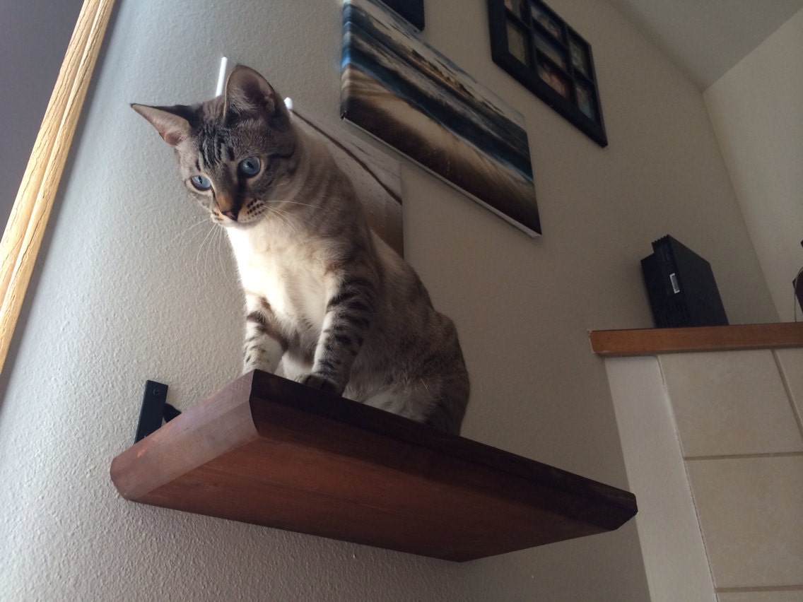 18 Solid Cat Shelf Etsy