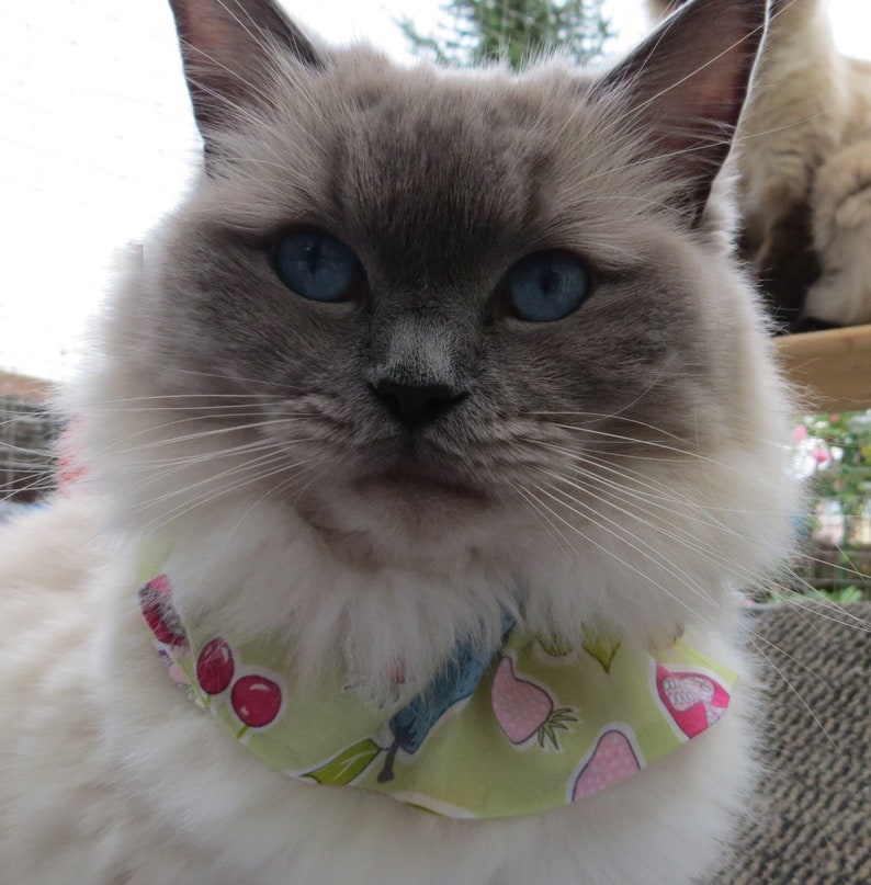 bird safe collars for cats