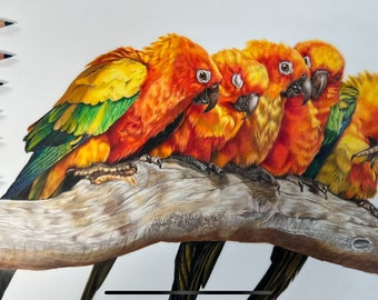 オウムの絵 | 5インチ×7インチのオリジナルアート | 色鉛筆アート