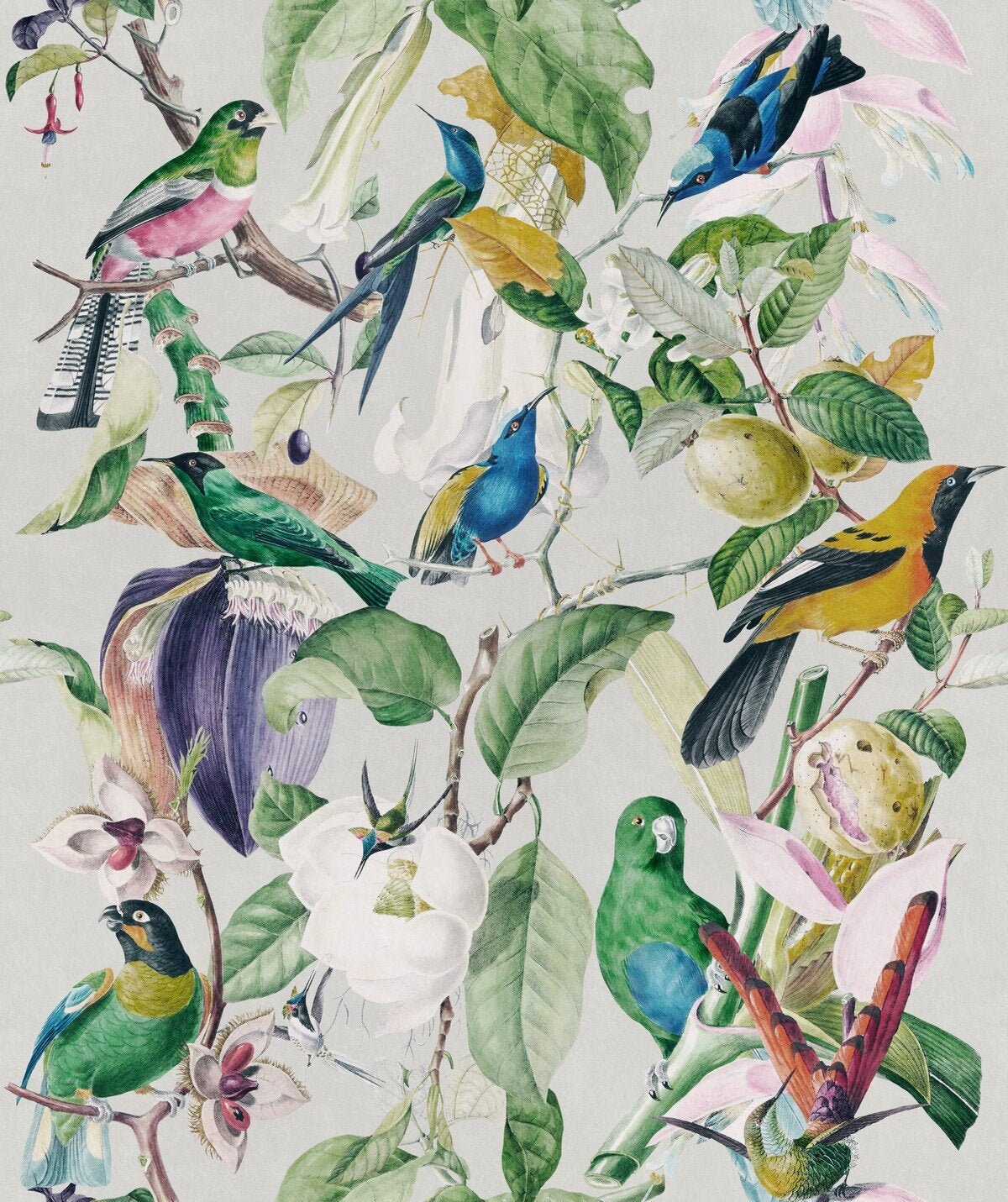 Tropical Birds Parrots Wallpaper Exotic Birds Wallpaper - Etsy UK Tropical Birds Parrots Wallpaper Exotic Birds Wallpaper - Etsy UK