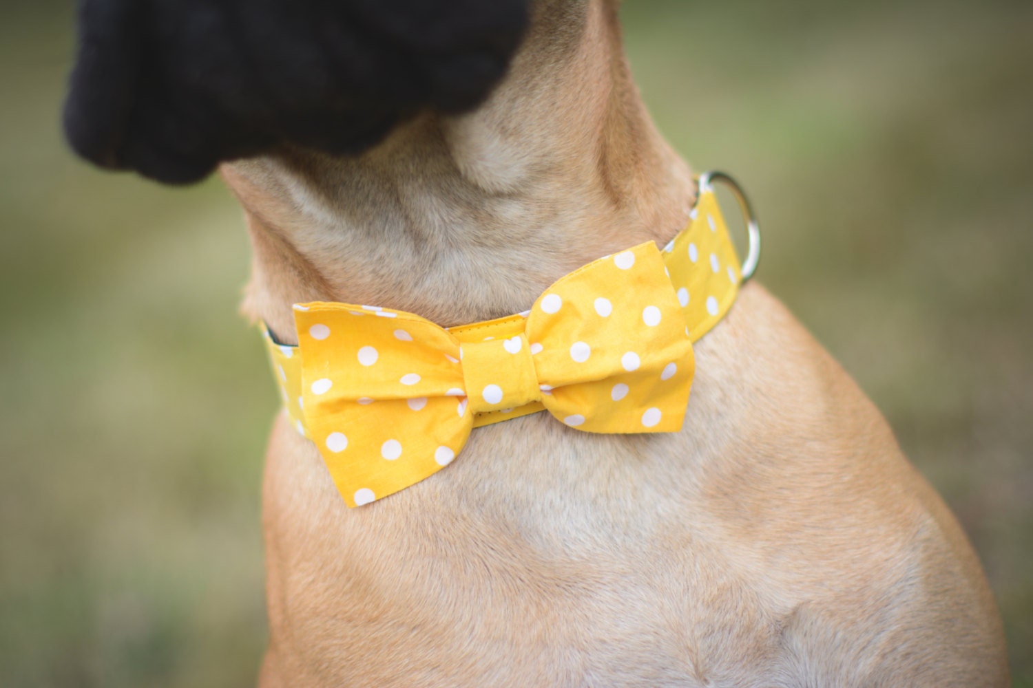 Yellow Polka Dot Dog Collar and Bow Tie Set Adjustable Sizes Etsy