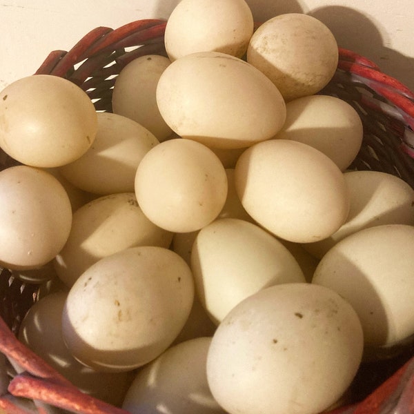 Free Range LARGE Duck Eggs. Naturally Farm Fresh and Antibiotic Free. Always