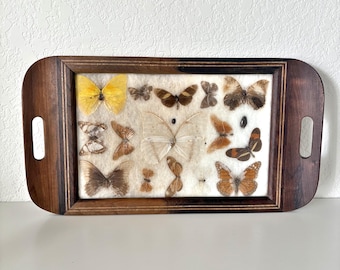 Mid Century Butterfly Display Serving Tray: Real Butterflies on Soft Backing