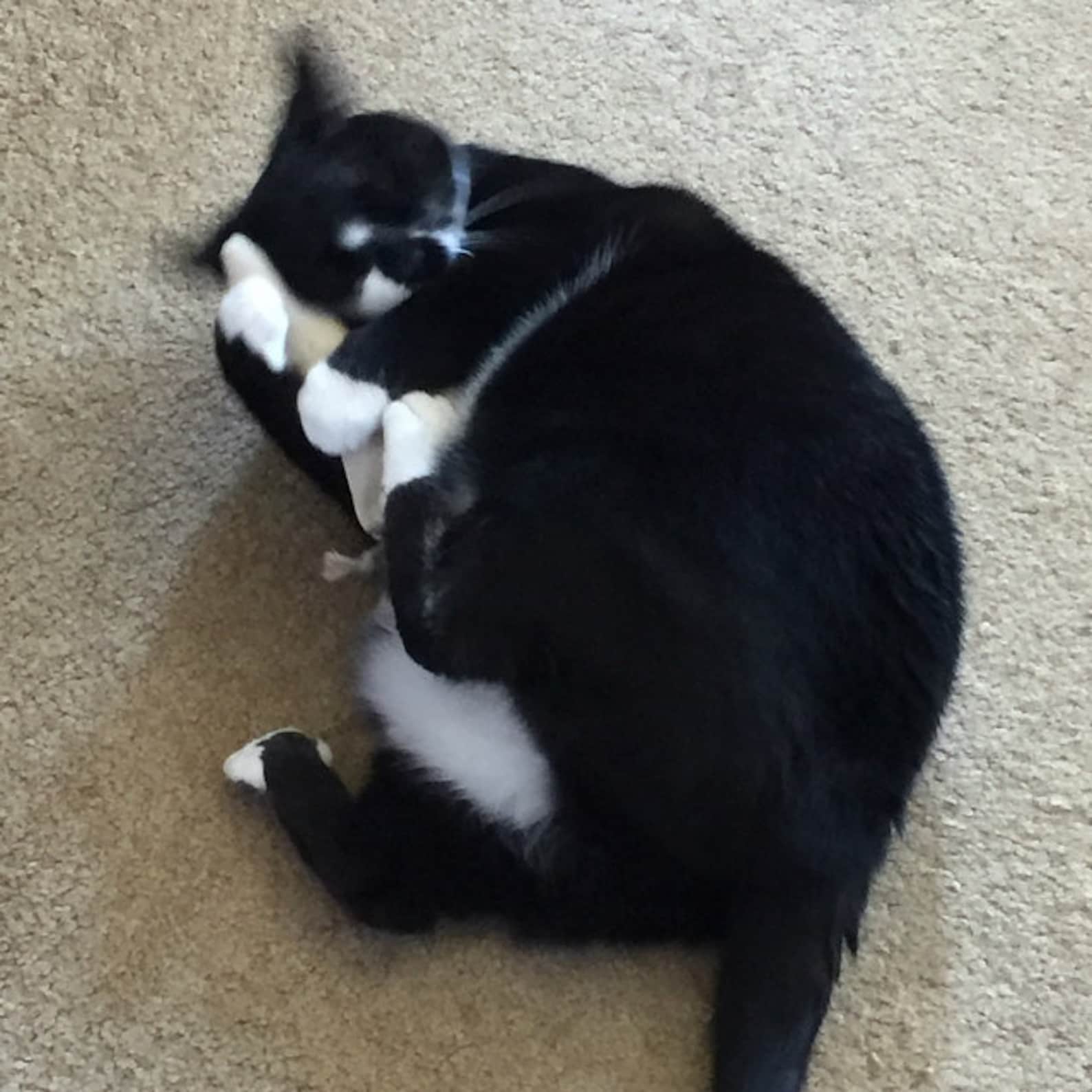 Hemp Organic Catnip Cat Toy Carrot shaped natural cat toy/ Etsy