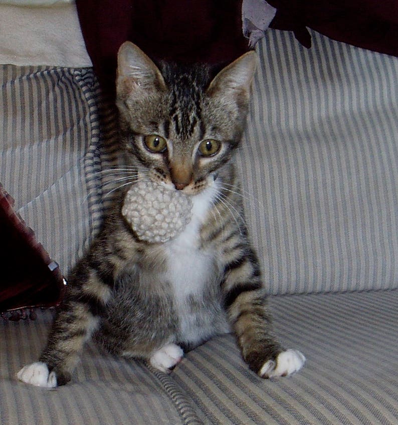 Tabby kitten playing with felted wool pom pom in a natural grey. He holds the cat ball in its mouth. Dye free and plastic free. Washable. Cats love to play with our wool cat toys.