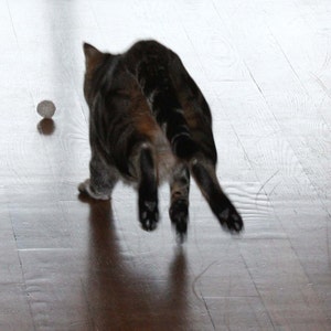 Tabby cat chasing a felted wool pom pom in a natural grey. Dye free and plastic free. Washable. Cats love to play with our wool cat toys.