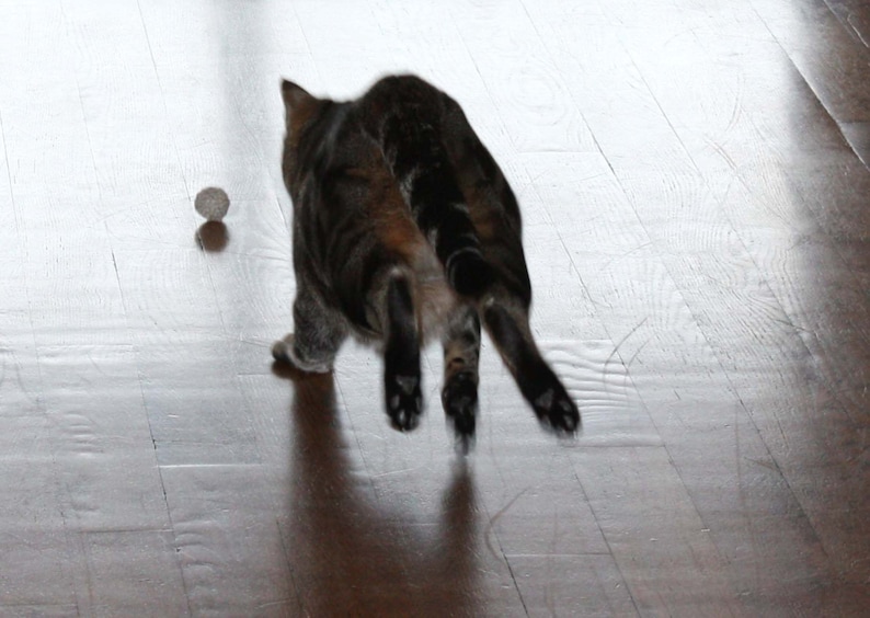 Tabby cat chasing a felted wool pom pom in a natural grey. Dye free and plastic free. Washable. Cats love to play with our wool cat toys.