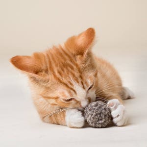 Yellow tabby cat playing with felted wool pom pom in a natural grey. Dye free and plastic free. Washable. Cats love to play with our wool cat toys.