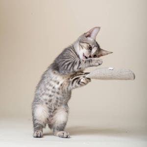 Grey tabby kitten playing with a carrot shaped catnip toy.  Holding it in her paws and batting at it.  Organic catnip toy is made with hemp canvas.  Dye and plastic free.