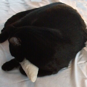 Image shows black cat holding a white catnip mouse in its front paws and chewing on it. Background is white. Organic Catnip Cat Toys by Purrfectplay.  Natural plastic free cat toys.  Hand crafted in the USA.