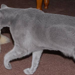 Grey cat playing with felted wool pom pom in a natural white. He holds the cat ball in its mouth. Dye free and plastic free. Washable. Cats love to play with our wool cat toys.