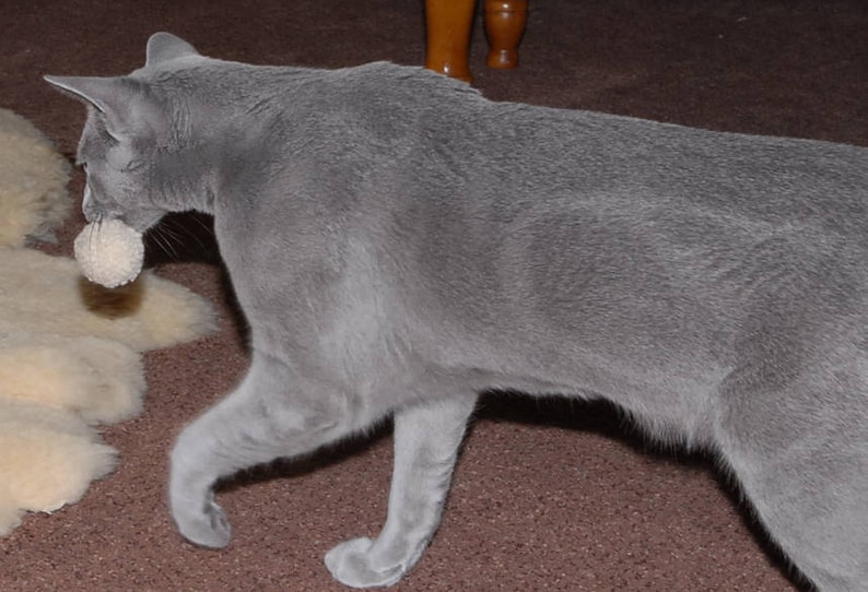 Grey cat playing with felted wool pom pom in a natural white. He holds the cat ball in its mouth. Dye free and plastic free. Washable. Cats love to play with our wool cat toys.