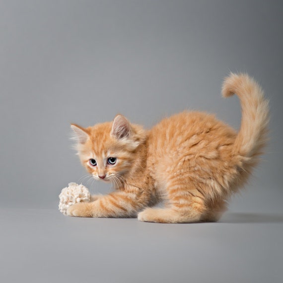 fluffy cat ball toys