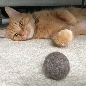 Yellow tabby cat playing with felted wool pom pom in a natural grey. Dye free and plastic free. Washable. Cats love to play with our wool cat toys.