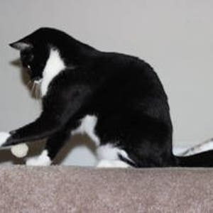 Black and white cat playing with felted wool pom pom. He bats the ball between his paws.  Dye free and plastic free. Washable. Cats love to play with our wool cat toys.