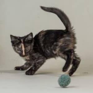 Dark calico kitten with orange strip down its nose is playing with a green felted wool ball.  It is pouncing with its tail high.  Background is a light brown.  Natural wool toys handmade in the USA by Purrfectplay.