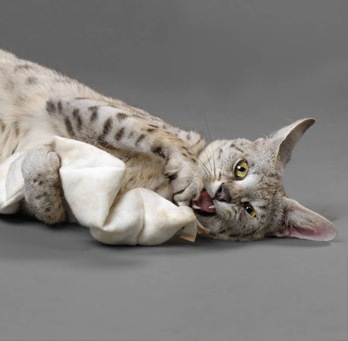 Large Organic Cotton Jingle Toy Catnip Free Cat Toy Etsy Canada