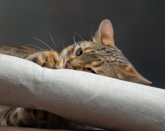May include: A Bengal cat with brown and black markings rests on a cream-colored cushion. The cat's head is turned towards the viewer, with its eyes open and focused. The background is a dark gray, creating a contrast with the cat's fur.