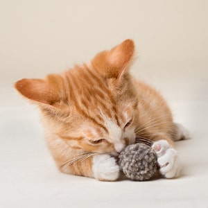 Yellow kitten playing with felted wool pom pom in a natural grey. Dye free and plastic free. Washable. Cats love to play with our wool cat toys.