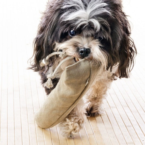 squeaky carrot dog toy