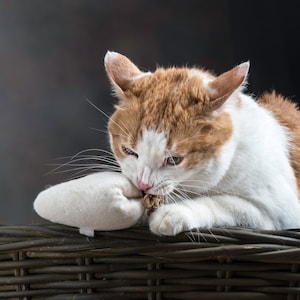 Image shows yellow and white cat holding a white catnip mouse in its front paws. It is laying on a brown basket. Background is grey.  Cat is chewing on the brown cotton tail of the cat toy. Organic Catnip Cat Toys by Purrfectplay.  USA Made.