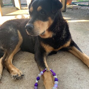 May include: A black and brown dog wearing a purple and silver beaded dog collar with a silver clasp.