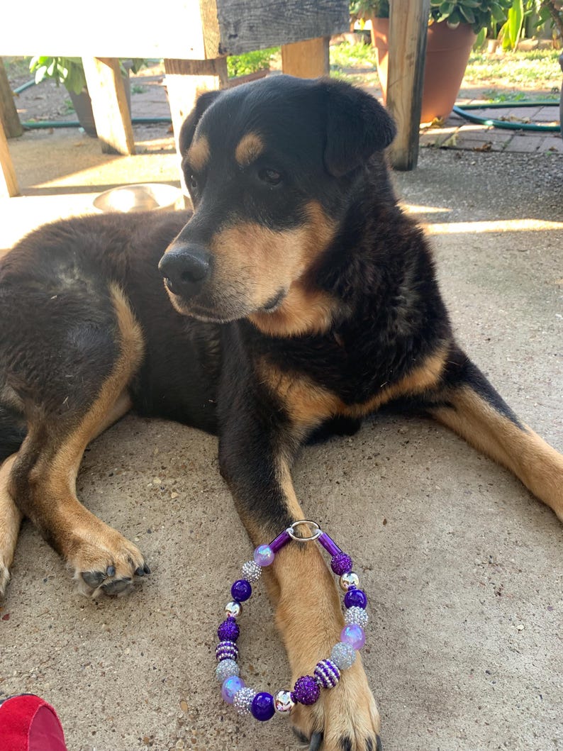 May include: A black and brown dog wearing a purple and silver beaded dog collar with a silver clasp.