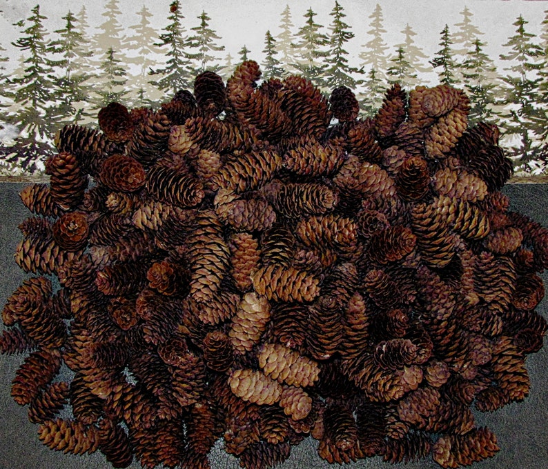500 Small And Natural Black Spruce Cones 12 | Etsy