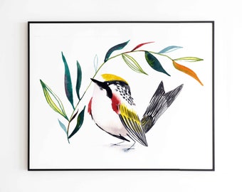 Canada Warbler Bird Print