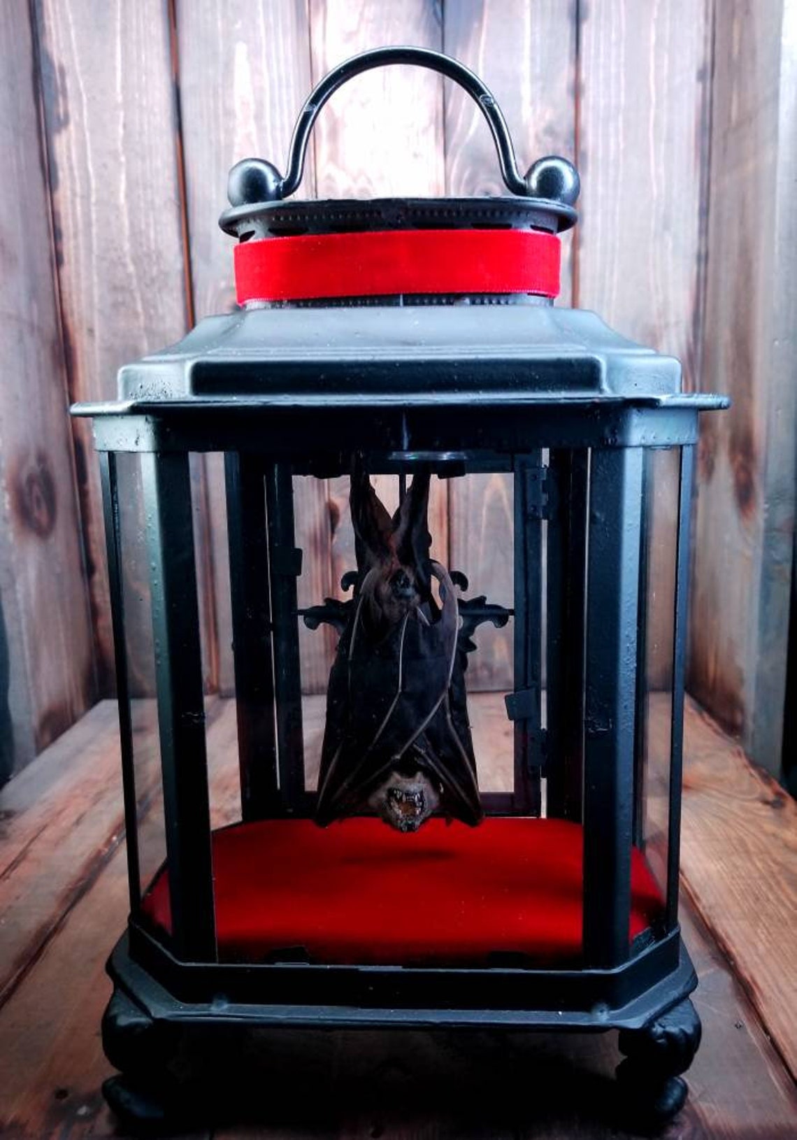 Hexagon Preserved Hanging Bat in Iron Lantern with Velvet Etsy
