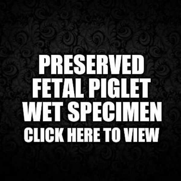 FREE SHIPPING Preserved Unborn Piglet in jar. Wet Specimen