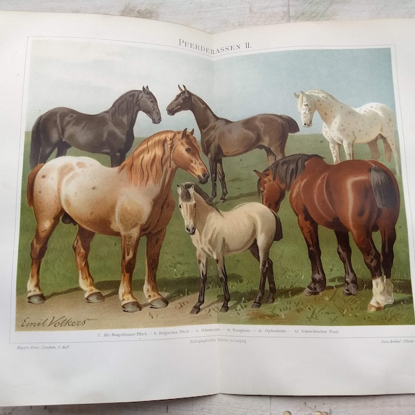 Horses II, Original Lithograph from Meyers Konversations Lexikon, 1896, Germany